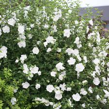 White Chiffon Rose of Sharon (Hibiscus)