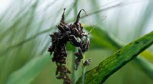 Ces derniers sont des molécules très réactives qui. Maladie Du Ble Maladies Des Cereales Maladie Cryptogamique Du Ble Syngenta