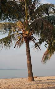 Palm trees palm tree beautiful awesome beach. Beautiful Palm Tree On The Beach Photograph By Frank Rothe