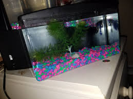 My Betta Will Not Build Bubble Nest What Do I Do My Aquarium Club