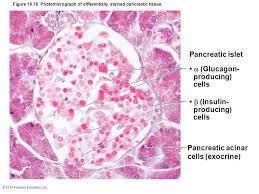 Soma is another term for a neuron cell body. Histology Islet Of Langerhans With Alpha And Beta Cells Langerhans Cell Histology Slides Endocrine System