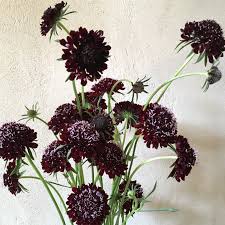 Image result for Scabiosa