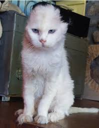 La mia piccola dolce Abby 14 anni