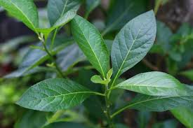 Cây mật gấu (cây lá đắng) có tác dụng gì? Những lưu ý khi dùng