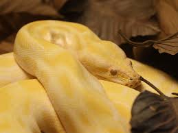 Snake fang black and white brown snake cobra living thing desert snake long snake ball astro. The Burmese Python In The United States Reptiles Magazine