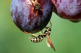 To protect them, turn over soil only where you need to. Wasps Why I Love Them And Why You Should Too