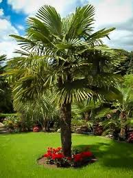 Please find our product details below: Palm Trees Buy Palm Trees Online The Tree Center