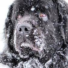 Browse thru our id verified puppy for sale listings to find your perfect puppy in your area. Lynn Kay Kennels Newfoundland Puppies Michigan Home Facebook