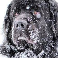 We have been making families happy for 19 years now. Lynn Kay Kennels Newfoundland Puppies Michigan Home Facebook