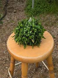 Image result for Thesium microphyllum