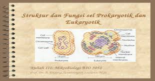 Microbial Cell Structure Ppt Powerpoint