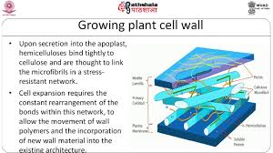 Plants may not move, but that does not mean they don't respond to their environment. Mechanism Of Cell Expansion And Elongation Youtube