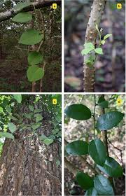 Image result for Toddalia crenulata