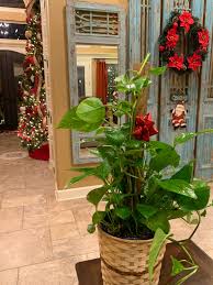 Shop christmas plants & bring the festive spirit to your home! The Best Christmas Plants For Gifts And Decor The Gifted Gabber