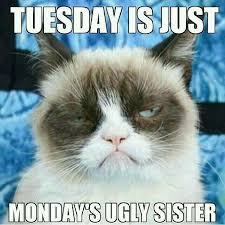 Moveinspecials Nogimmicks Lowrates Sentry Self Storage 4901 E Adamo Dr Tampa Fl 33605 813 248 Funny Grumpy Cat Memes Grumpy Cat Humor Grumpy Cat Quotes