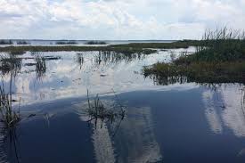 Private everglades national park photo and wildlife safari. Eco Tour Wild Florida Airboat Rides In Orlando Gray Line
