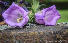 Friday S Florals Canterbury Bells Decocraftsdigicrafts
