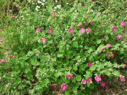 Image result for Pavonia