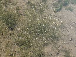 Image result for Potamogeton pusillus