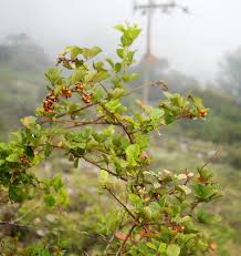 Image result for Rubus ellipticus
