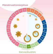 Der eisprung passiere zwar meist zehn bis 14 tage nach dem beginn der letzten menstruation, so albring. Frauenzyklus Und Zeitpunkt Zum Schwanger Werden Periode