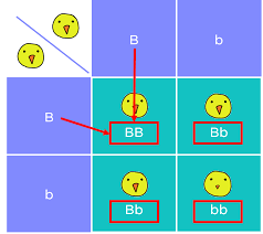 They are useful as they can predict the genetic probability of a particular phenotype arising in a couple's offspring. Punnett Squares Examples Diagrams Expii