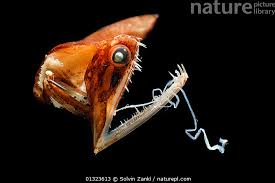 Image result for Malaxis katangensis