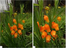 Image result for Disperis katangensis