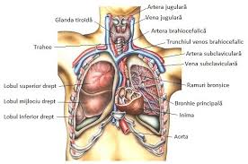 530 x 298 jpeg 13 кб. Torace Anatomie Si Fiziologie
