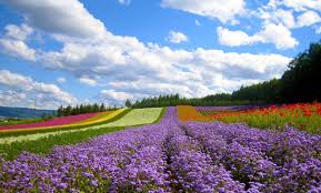 Image result for du lịch đà lẠT