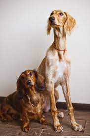 The Tall And The Short Of It A Doxie A Saluki From Russiabeauty Click Here To Find Out More Dachshund Love Beautiful Dogs Weenie Dogs