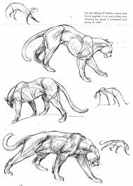 There Once Was A Jackal Feline Anatomy Animal Drawings Animal Sketches