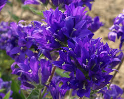 Image result for Carvalhoa campanulata