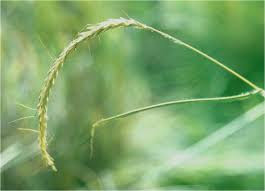 Image result for Dichanthium