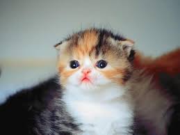 Check spelling or type a new query. Wallpaper Kucing Lucu Cat Felidae Whiskers Small To Medium Sized Cats Hat 114754 Wallpaperuse