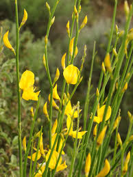 Image result for Spartium