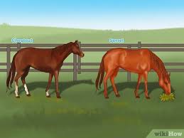 All the horse colors explained with a sample photo of each. How To Distinguish Horse Color By Name 9 Steps With Pictures