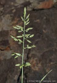 Image result for Eragrostis cilianensis