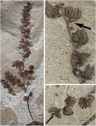 Image result for Huaceae