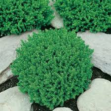 Countries and cities of presence. Hebe Emerald Green 9321846009486p Flower Power