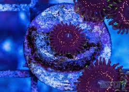 Image result for Psydrax richardsiae