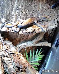 Image result for Vepris bachmannii