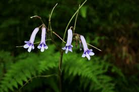 Image result for Streptocarpus sp.nov. aff. S. grandis