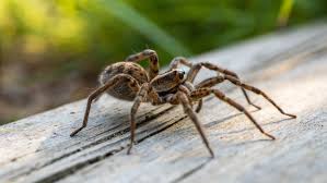 Image result for wolf spider bite skin