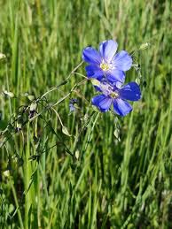 Image result for Limeum viscosum