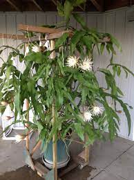 My Mother S Night Bloomer This Year It Bloomed 3 Times This Is The 3rd Time Potted Plants Outdoor Trees To Plant Plants
