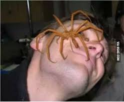 Far more brown recluse bites are reported than proven, and plenty of confusion remains about what these spider bites actually look and feel like. I Dare You To Put Camel Spider On Your Face 9gag