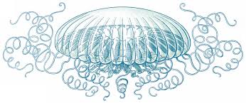 Ernst heinrich philipp august haeckel, prof. Who Was Ernst Haeckel Natural History Curiosities