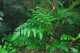 Image result for Tectaria fernandensis