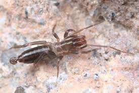 Image result for Hubbardochloa gracilis